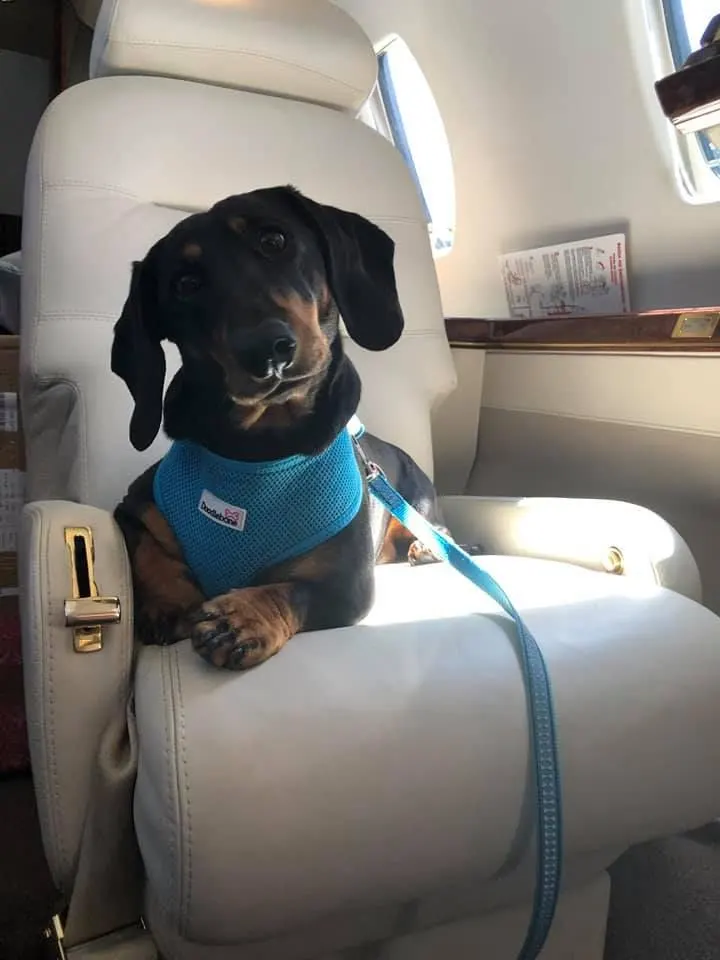 Bruno, a dachshund in a blue harness, resting a paw on the arm of a cream leather seat