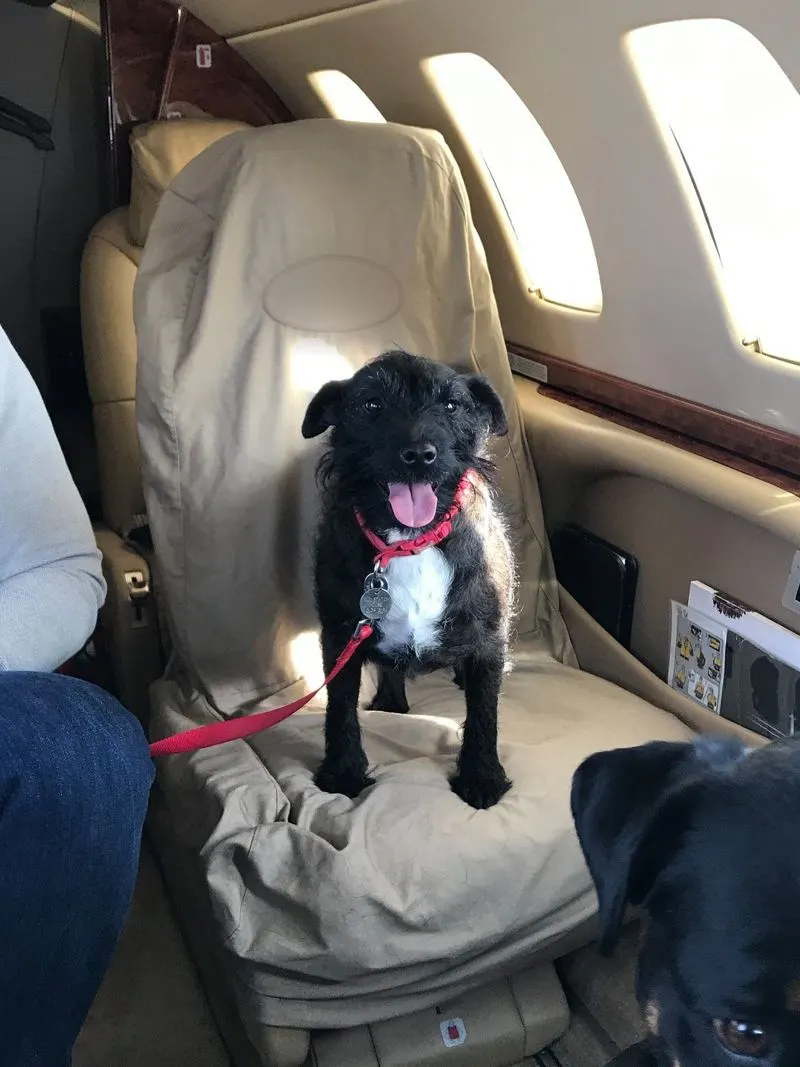 Charlie, a black terrier cross in a red harness, standing on a cream seat beside a window