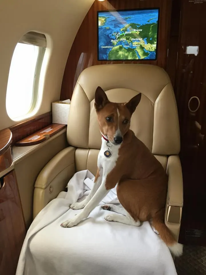 Feddy, a basenji, sitting upright on a leather seat beside a window