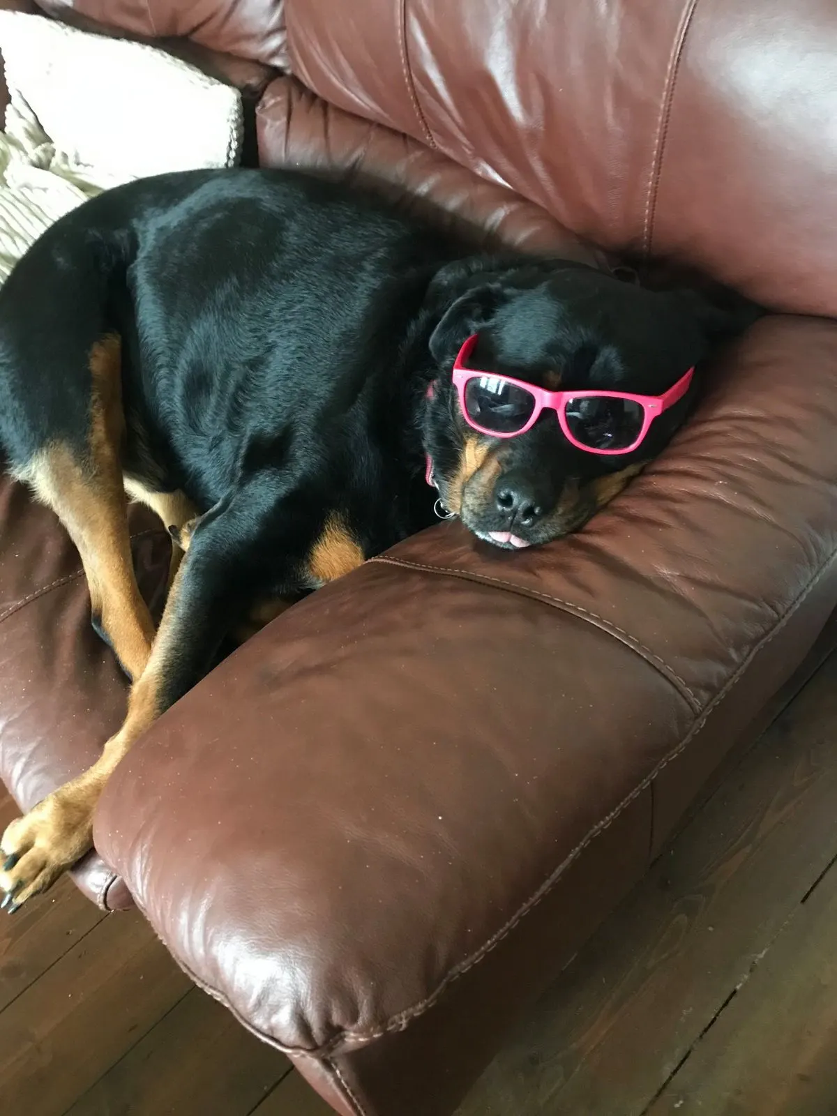 Manison, a Rottweiler, dozing on a leather seat wearing pink sunglasses