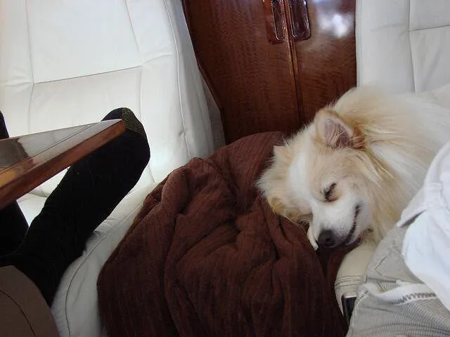 Mick, a fluffy cream dog, fast asleep on a blanket on a cream leather seat
