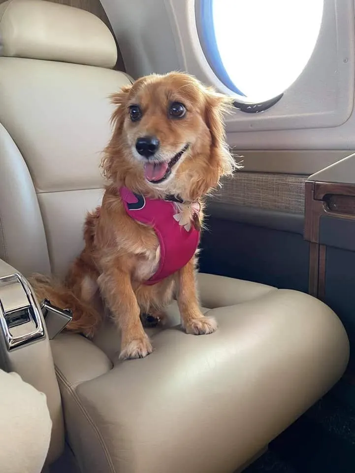 Rosie, a golden spaniel in a pink harness, sitting on a cream leather seat